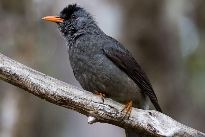 Hiking in the Black River Gorges National Parc - Native Forest - Is the private format worth $61.65?