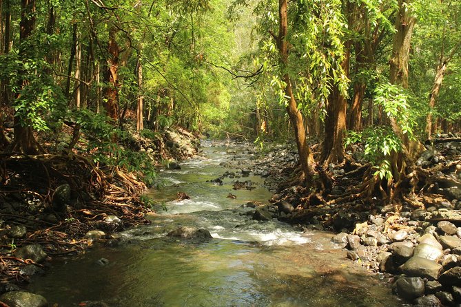 Hiking in the Black River Gorges National Parc - Native Forest - Through native forest and endemic species