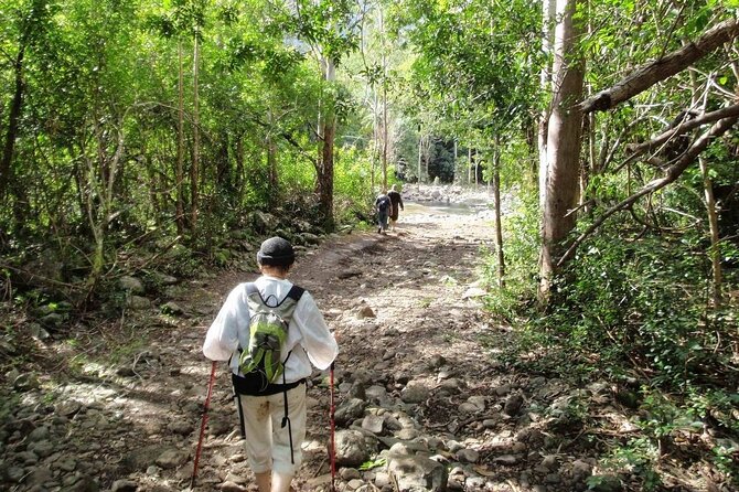 Hiking the Black River Gorges: Full-day with Lunch and Transfer - What the private format changes