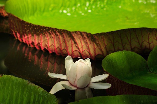Historical Guided Day Tour : City - Sugar World - Botanical Garden - Timing, group size, and the pace of the day