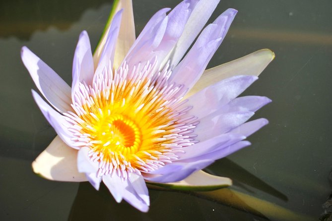 Historical Private Guided Tour, City-SugarWorld-Botanical Garden - Min.2 persons - Why this private day trip works