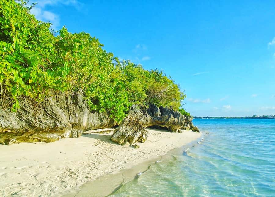 Ile aux Aigrettes Reserve & Blue Bay Glass Bottom Boat - Key points to know before booking