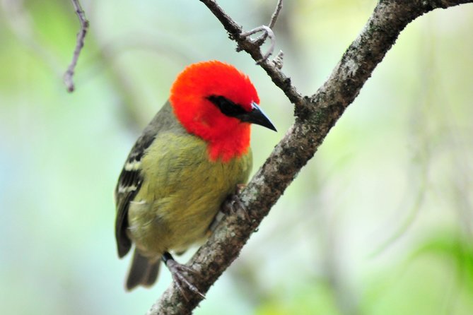 Ile aux Aigrettes - Tea Route - Gris Gris Private Guided Tour (Min. 2 persons) - Starting from Grand Baie at 9 a.m.