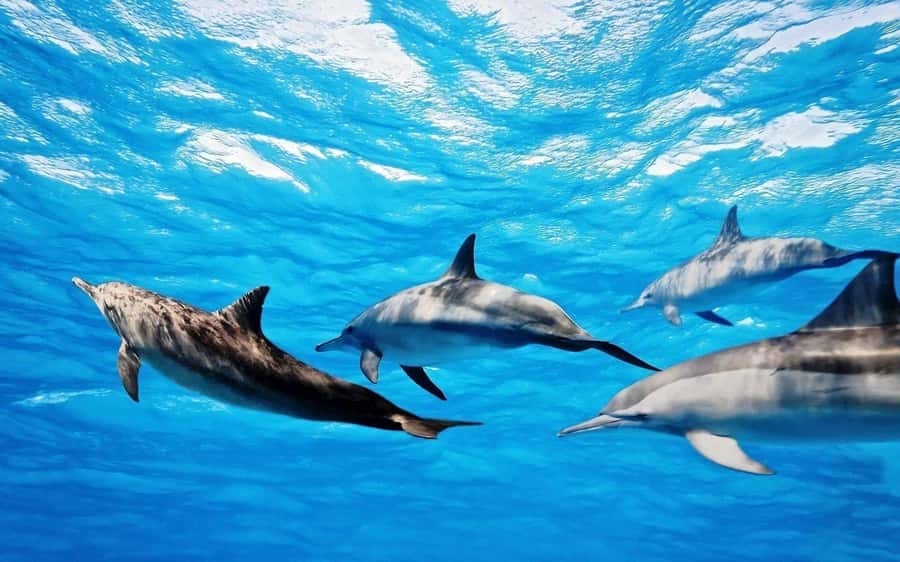 Île aux Bénitiers: Snorkeling w/Dolphins Boat Tour & Lunch - From hotel pickup to the west-coast boat launch