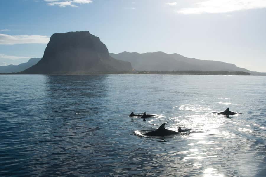 Île aux Bénitiers: Snorkeling w/Dolphins Boat Tour & Lunch - Crystal Rock and the clear southwest lagoon