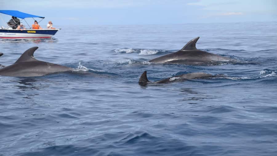 Île aux Bénitiers Snorkeling with Dolphins + Seafood Lunch - Tamarin at 7:15: an early start with no hotel pickup