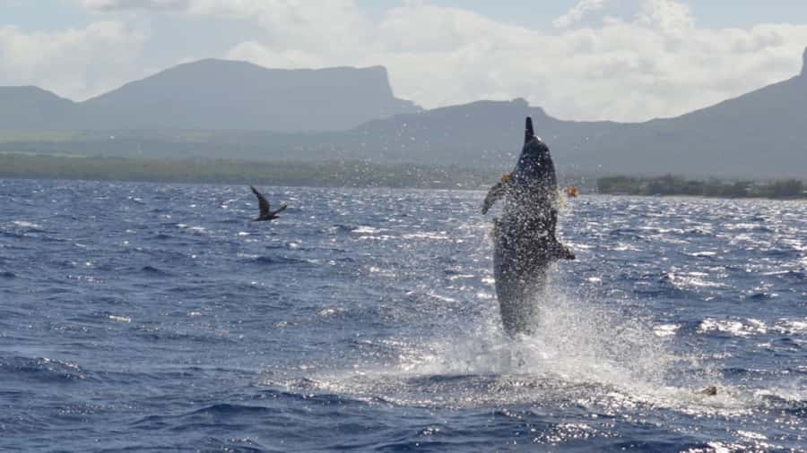 Île aux Bénitiers Snorkeling with Dolphins + Seafood Lunch - Crystal Rock with Le Morne in view