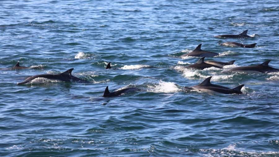 Île aux Bénitiers Snorkeling with Dolphins + Seafood Lunch - What the 80 dollar price really covers