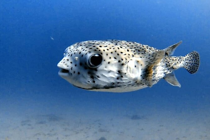 Join us for your first bubbles ! - A gentle first step into scuba