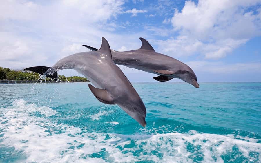 La Preneuse: Dolphin Swimming and Snorkeling Speedboat Trip - Key points before you book