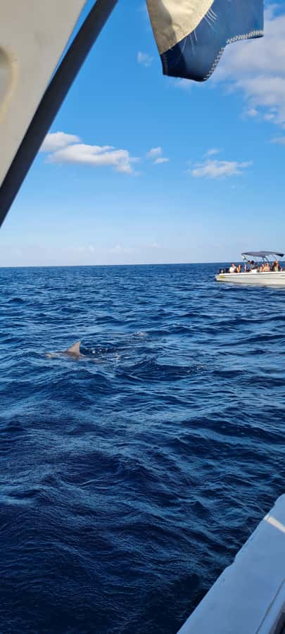 La Preneuse: Dolphin Swimming and Snorkeling Speedboat Trip - Snorkeling above coral and fish