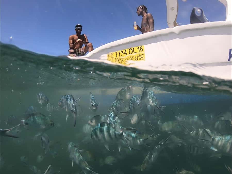 La Preneuse: Dolphin Watching and Snorkeling Speedboat Tour - The 85-minute search for dolphins