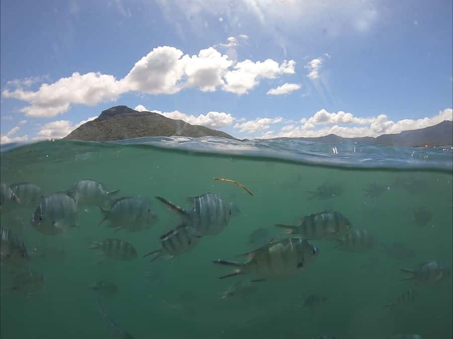 La Preneuse: Dolphin Watching and Snorkeling Speedboat Tour - A fast 20-minute run along the coast