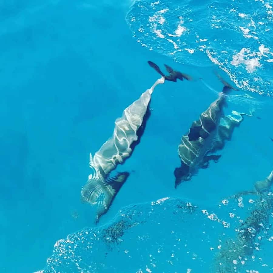 LE MORNE DOLPHINS SUNRISE TRIP - Quick highlights of the Le Morne morning