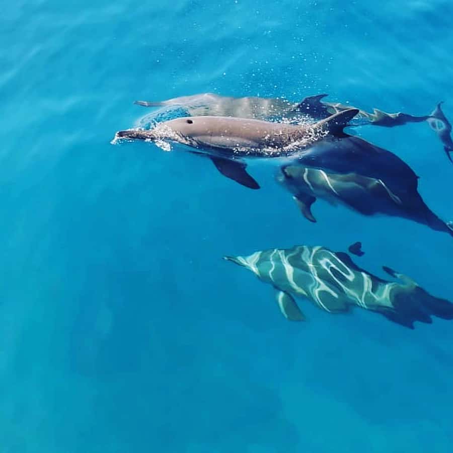 LE MORNE DOLPHINS SUNRISE TRIP - Why the sunrise timing matters at Le Morne