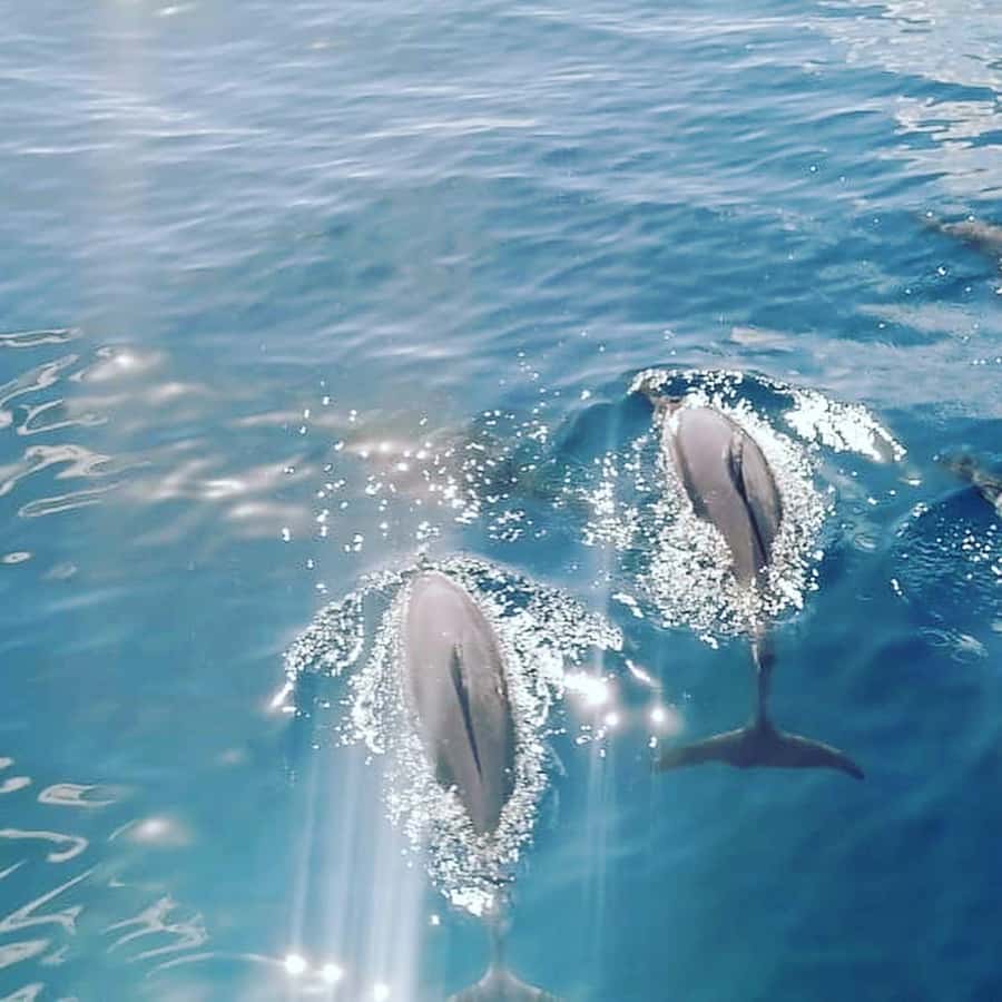 LE MORNE DOLPHINS SUNRISE TRIP - Finding dolphins in open water