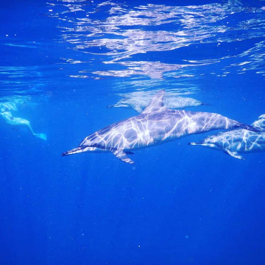 LE MORNE DOLPHINS SUNRISE TRIP - Snorkeling after the dolphin search