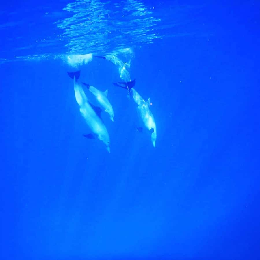 LE MORNE DOLPHINS SUNRISE TRIP - What I would pack for this boat trip