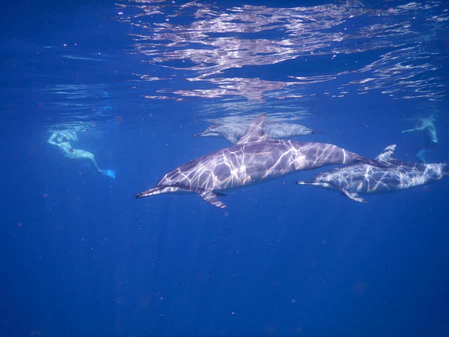 LE MORNE DOLPHINS SUNRISE TRIP - Should you book the Le Morne dolphin trip?