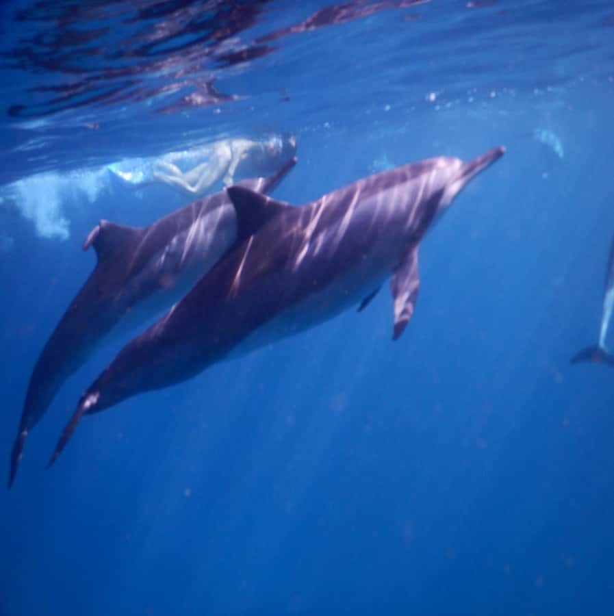 Le Morne: Private Boat Tour Dolphin-Watching & swimming - The early morning search for dolphins