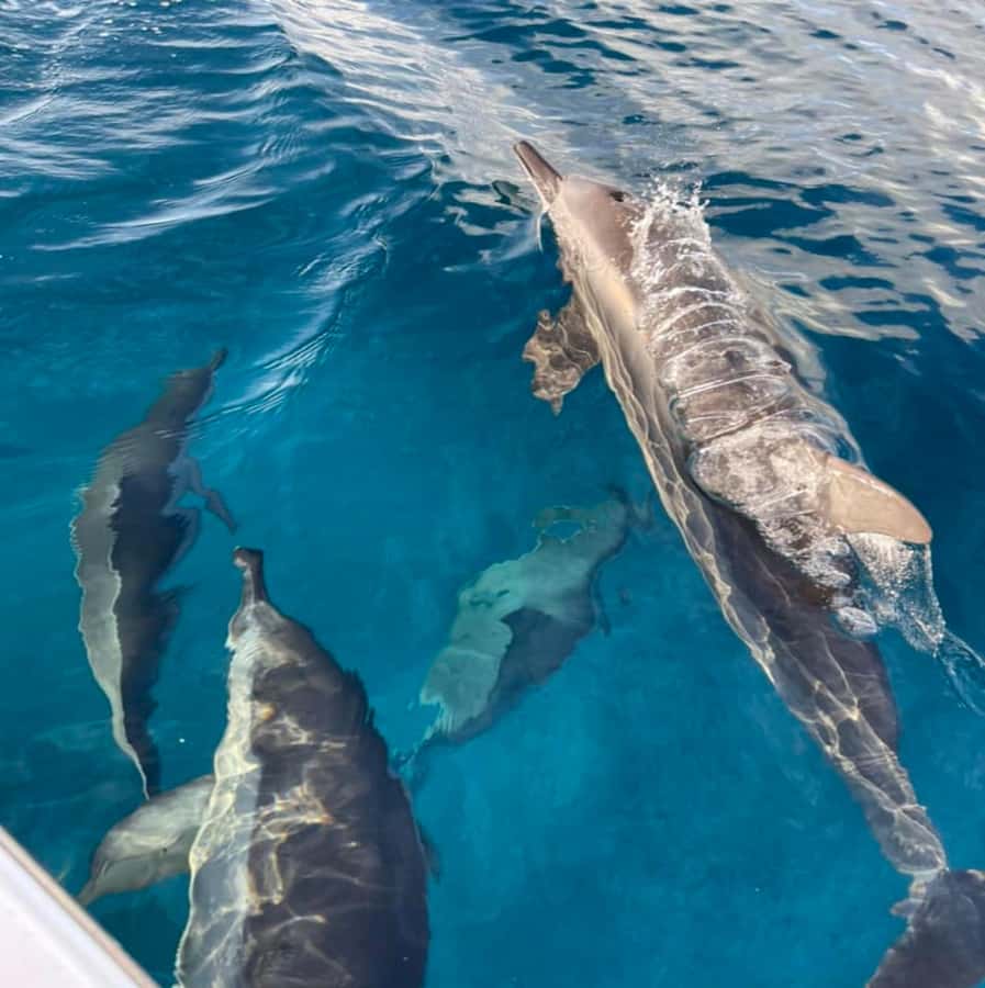Le Morne: Private Boat Tour Dolphin-Watching & swimming - Snorkeling, colorful fish, and the chance of turtles