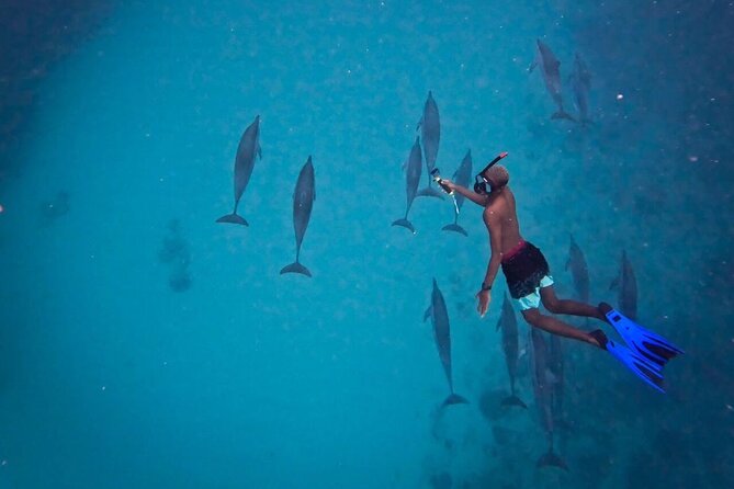 Lydia Boat Mauritius :Private boat tour:Whales&Dolphins encounter - What private service adds to the price