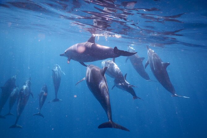 Lydia Boat Mauritius :Private boat tour:Whales&Dolphins encounter - Looking for dolphins before the crowds
