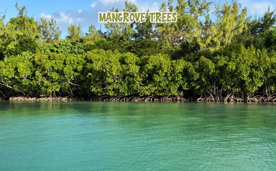Mauritius: 5 Islands of the East Speedboat Tour with BBQ - Mangroves and the Grand River South East Waterfall