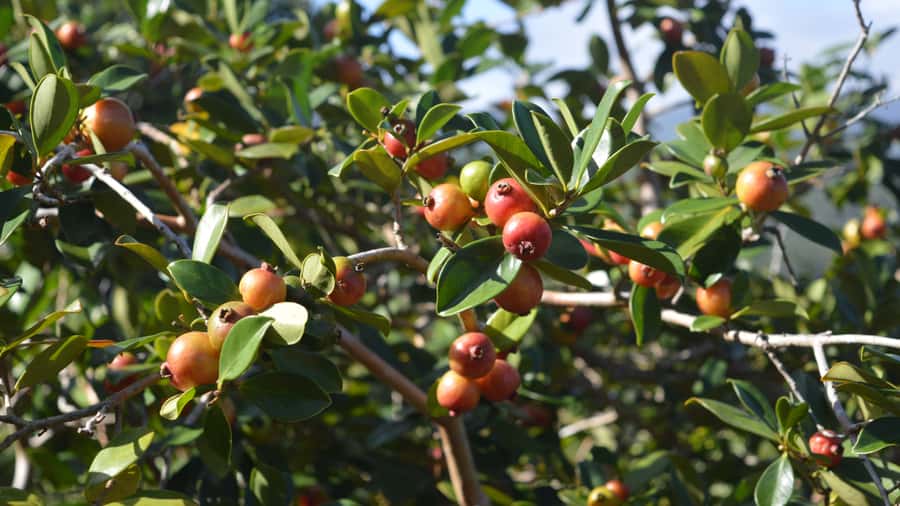 Mauritius: Bel Ombre Nature Reserve Quad Bike Tour - Forest wildlife and endemic plants