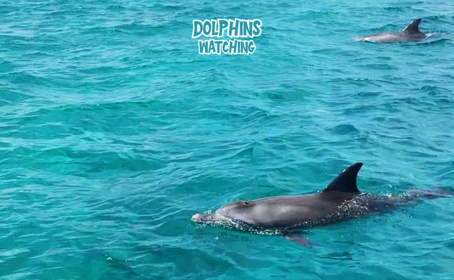 Mauritius: Benitier Island - Swim Dolphins - Speedboat & BBQ - A secret stop for swimming and snorkeling