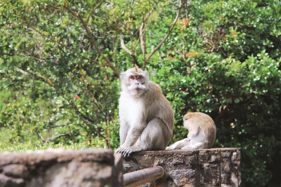 Mauritius: Black River Gorges National Park 3-Hour Hike - Starting at Riverview Commercial Centre