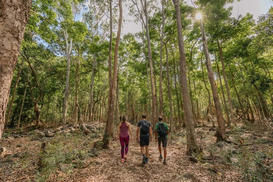 Mauritius: Black River Gorges National Park 3-Hour Hike - Viewpoints above the gorges