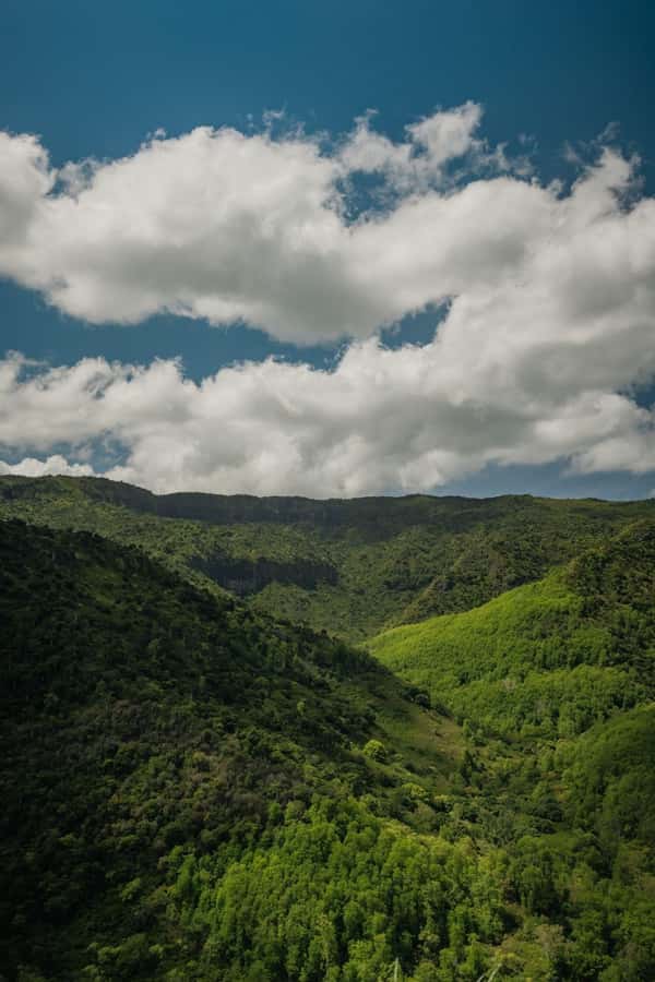 Mauritius: Black River Gorges National Park 3-Hour Hike - Walking through Mauritius’s primary forest