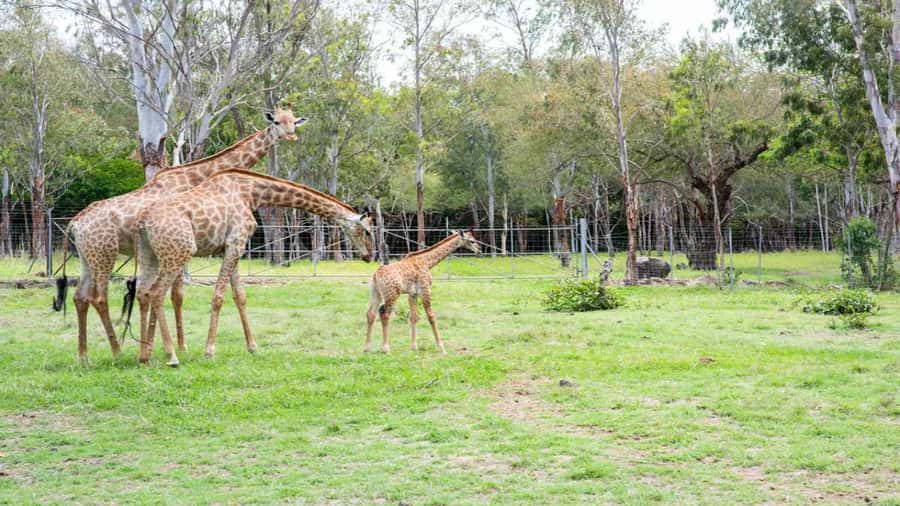 Mauritius: Casela Nature Parks Entrance Ticket with Transfer - Casela’s setting on Mauritius’ west coast