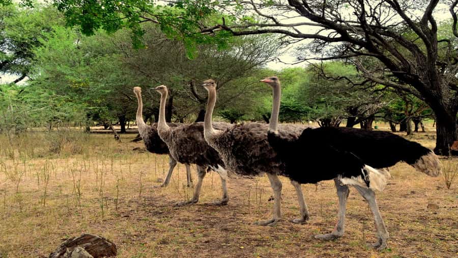 Mauritius: Casela Nature Parks Entrance Ticket with Transfer - Starting the day with hotel pickup