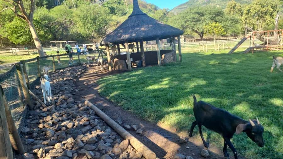 Mauritius: Casela nature parks & flic en flac beach - Six hours among Casela’s African animals