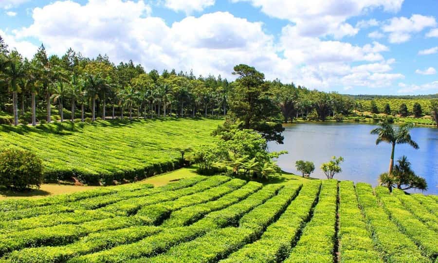 Mauritius: Crocodile Park and Tea Factory Tour with Tasting - La Vanille Nature Park and Its Old Crocodile Park Name