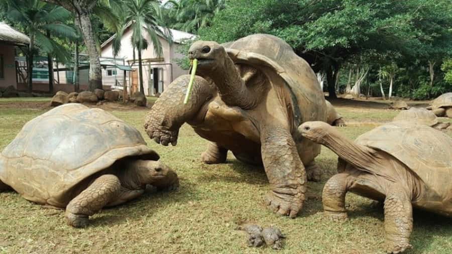 Mauritius: Crocodile Park and Tea Factory Tour with Tasting - Who Will Get the Most From This Tour?