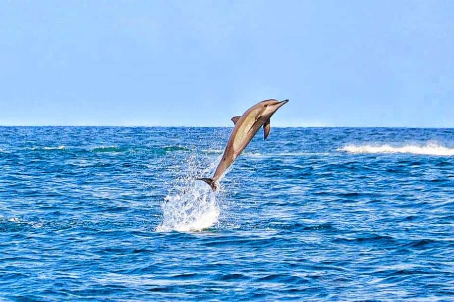 Mauritius Dolphin Encounter and Geographic Marvels Tour - The Aquarium snorkeling stop, if time allows