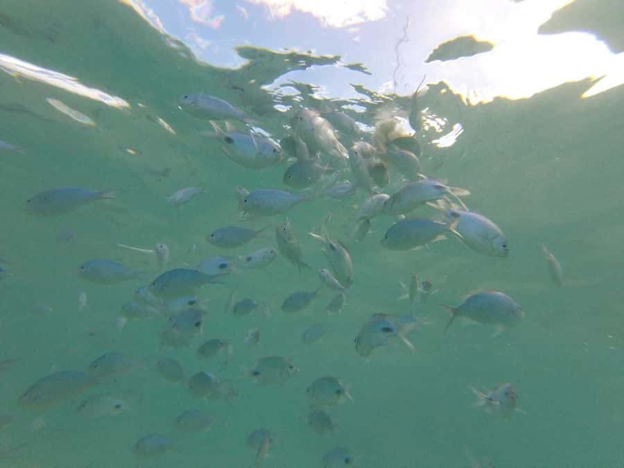Mauritius: Dolphin Encounter, Trou aux Cerf and Grand Bassin - The dolphin encounter near Black River