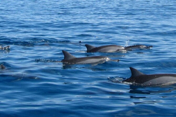 Mauritius : Dolphins Swim and Ile Aux Bénitiers with BBQ - Crossing to Ile aux Bénitiers for lunch