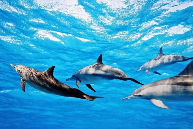 Mauritius : Dolphins Swim and Ile Aux Bénitiers with BBQ - Is $73.17 a fair price?