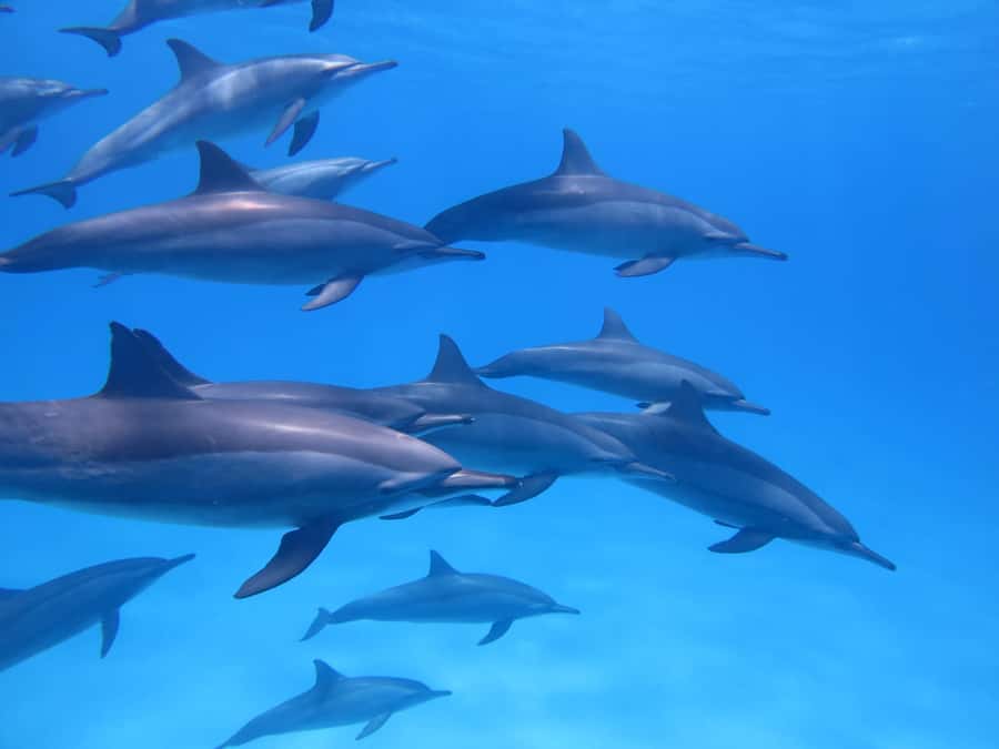 Mauritius: Dolphins watch half-day - Speedboat departure from Tamarin Bay