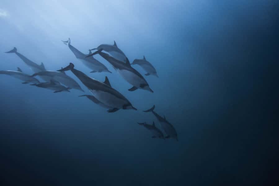 Mauritius: Dolphins watch half-day - The 6am to 7am hotel pickup