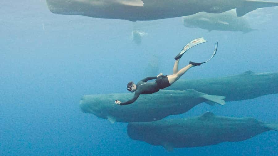 Mauritius Eco Whales Quest, 3-4 hours Expedition - Watching sperm whales in their natural setting