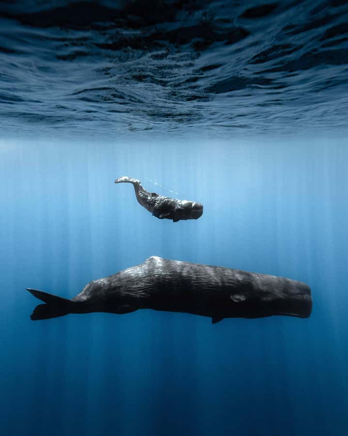 Mauritius Eco Whales Quest, 3-4 hours Expedition - Who will enjoy this expedition most
