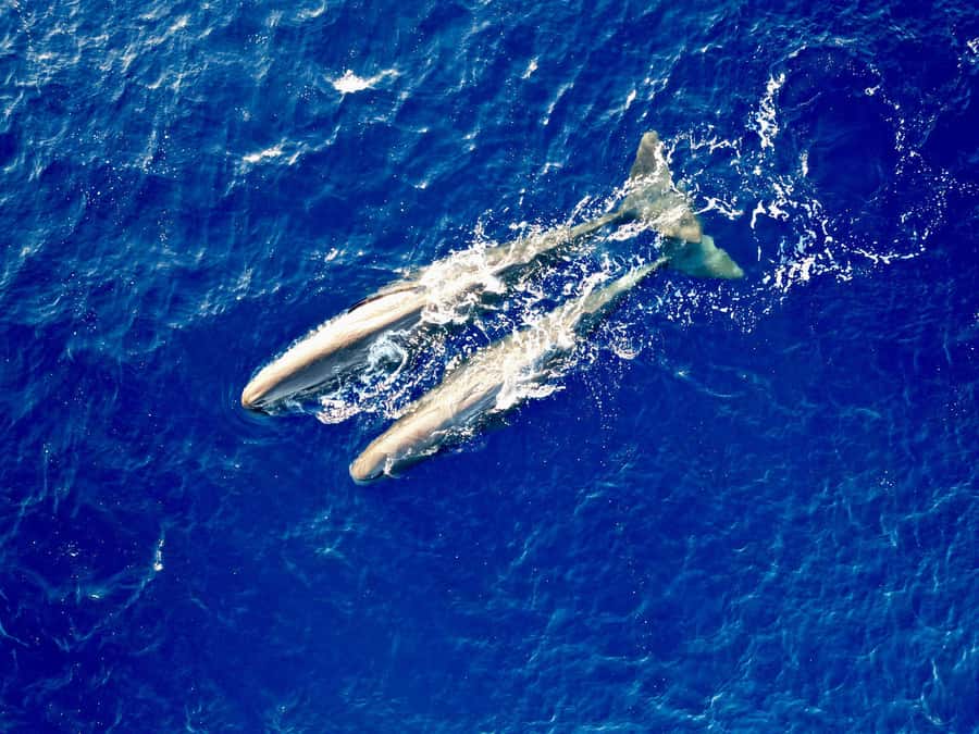 Mauritius Eco Whales Quest, 3-4 hours Expedition - What the boat ride is like