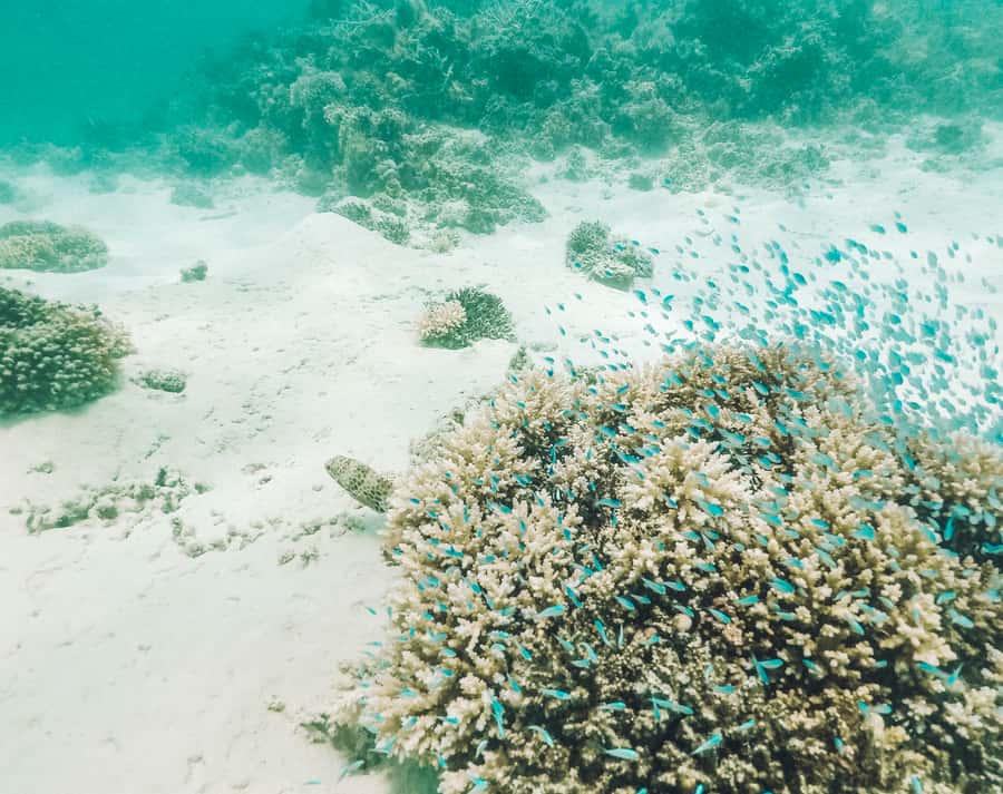 Mauritius: Full-Day Speedboat Tour to Ile aux Cerfs & BBQ - What $147 really buys you