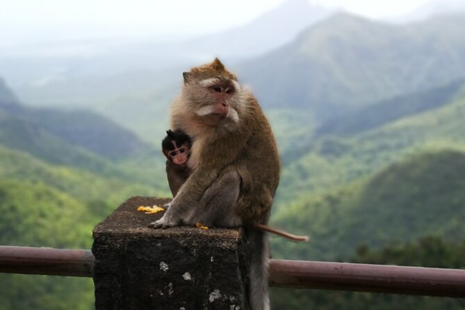 Mauritius Guided South Tour (Private) - Mare aux Vacoas, a quiet reservoir stop