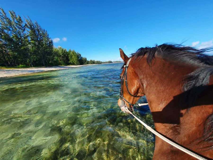 Mauritius: Horse riding on the deserted beach of Riambel - What the $117 Price Really Buys
